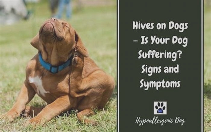 How long do hives last on a dog