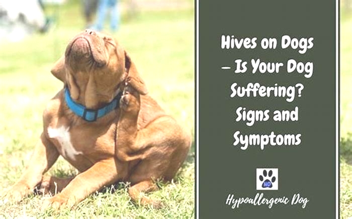 How long do hives last on dogs