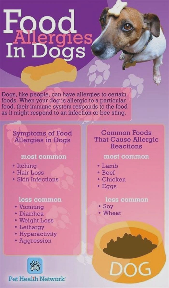 How long does it take for a dog food allergy to go away