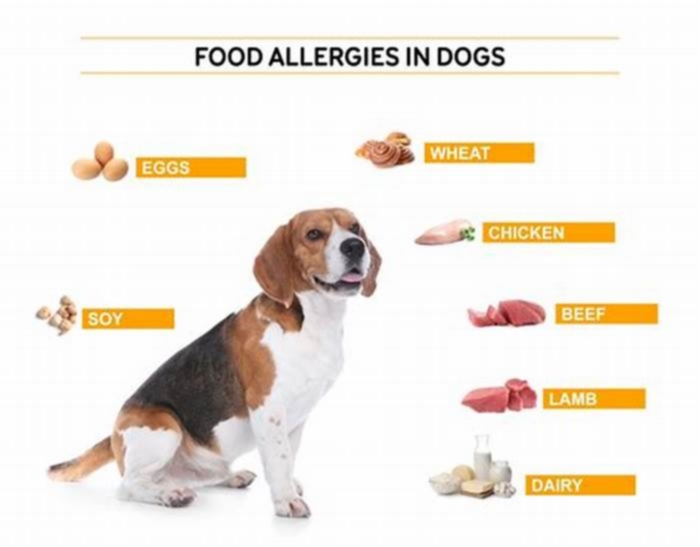 How long does it take for dog food allergy symptoms to go away