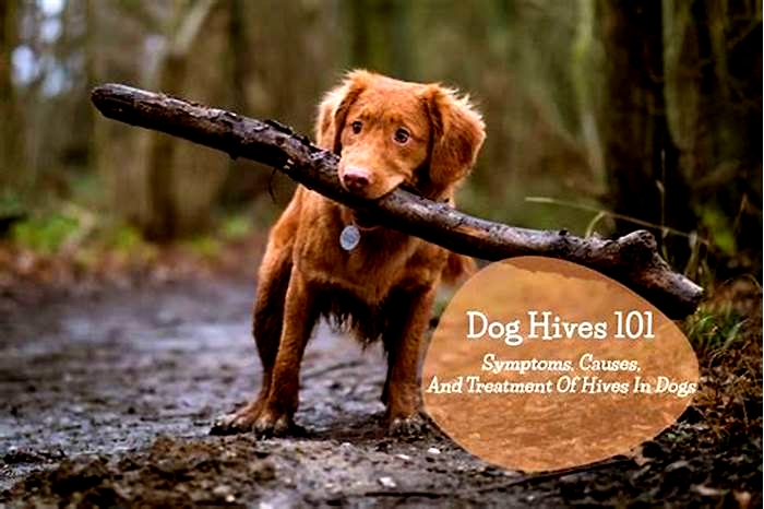 How long should hives last on a dog