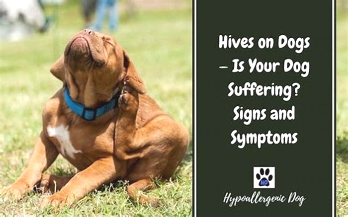 How long will hives last on a dog