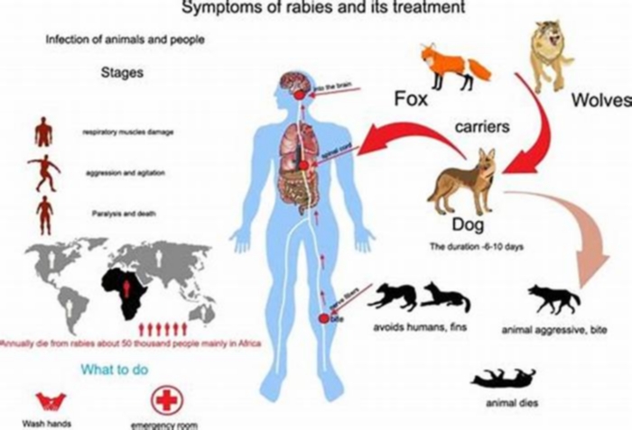 How many days does rabies take effect in humans?