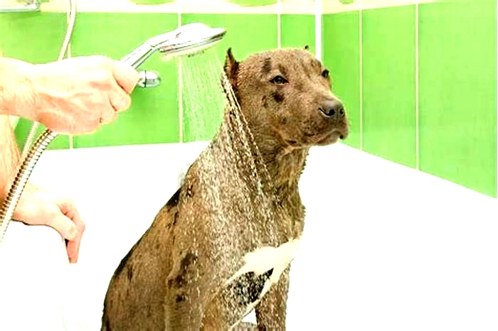 How often do pitbulls need baths