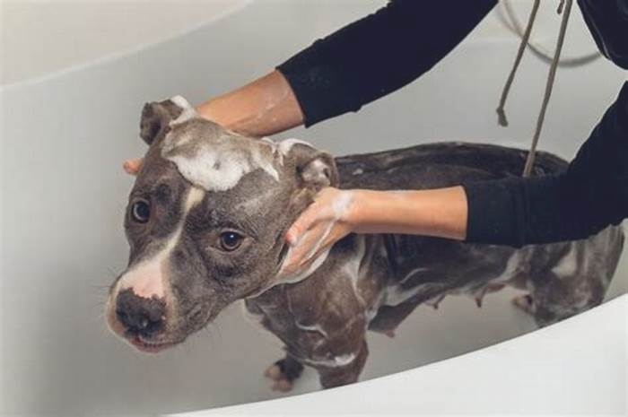 How often should I bathe my pitbull with allergies?