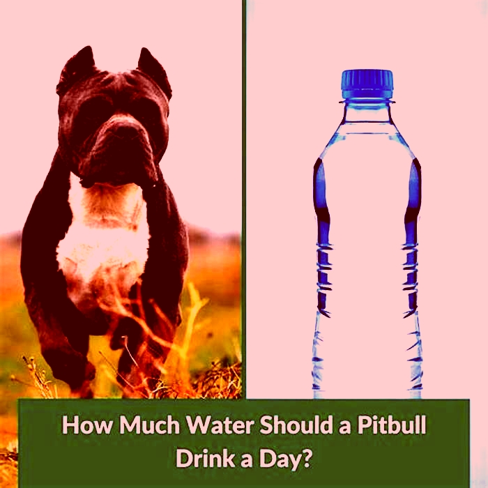 How often should pitbulls drink water