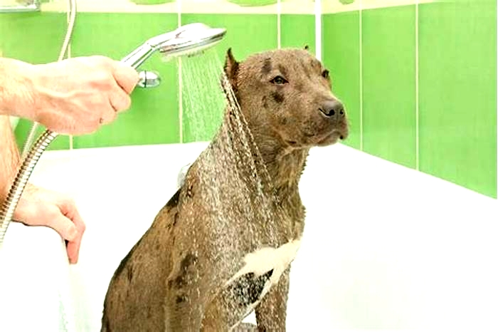 How often should you bathe a pitbull