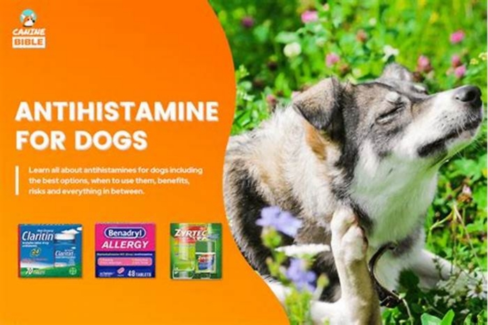 How quickly do antihistamines work on dogs