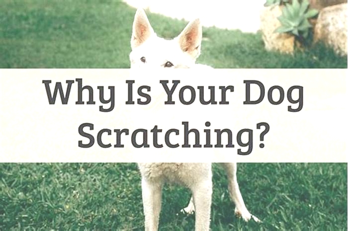 How serious is a dog scratch?