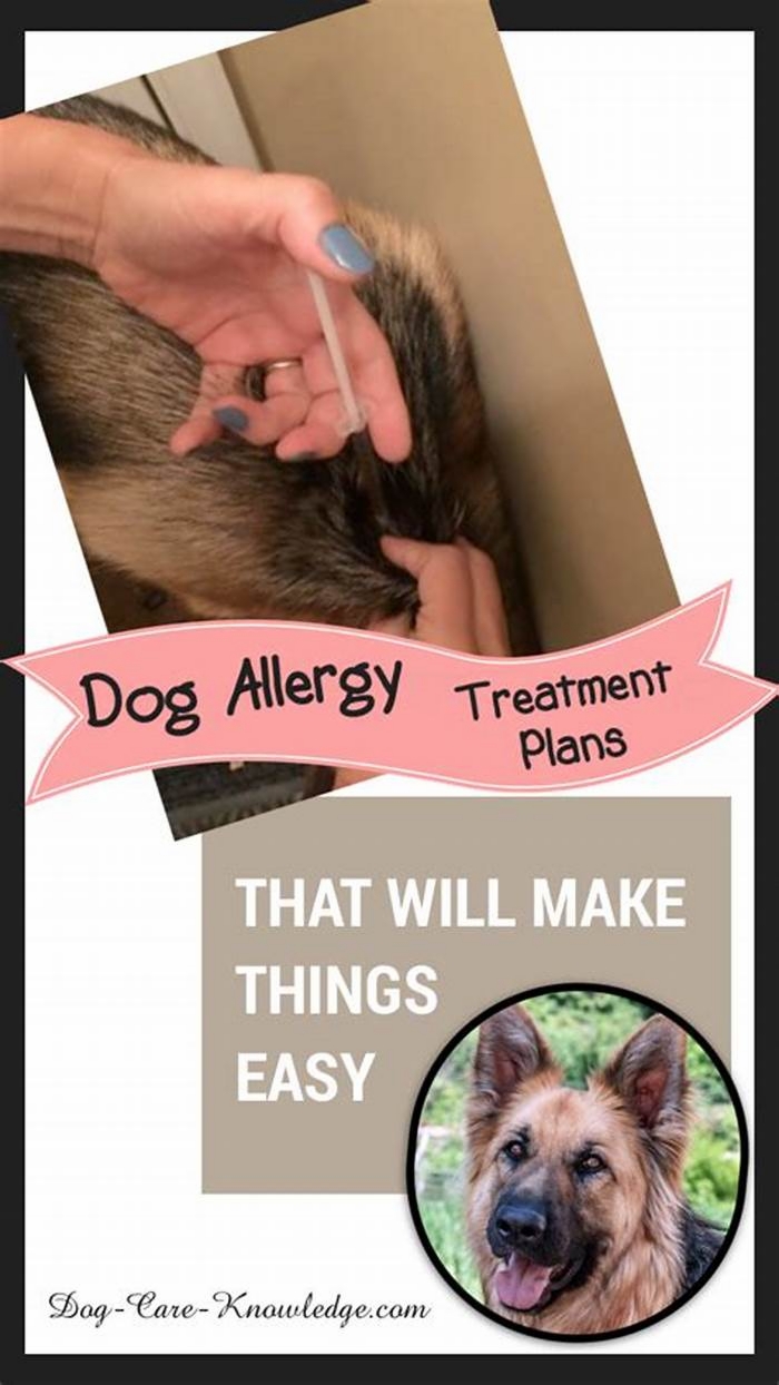 How to build immunity to dog allergies