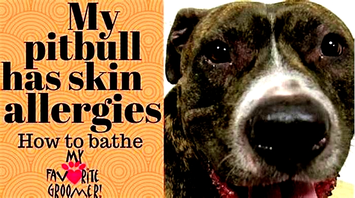 How to help pitbull itchy skin