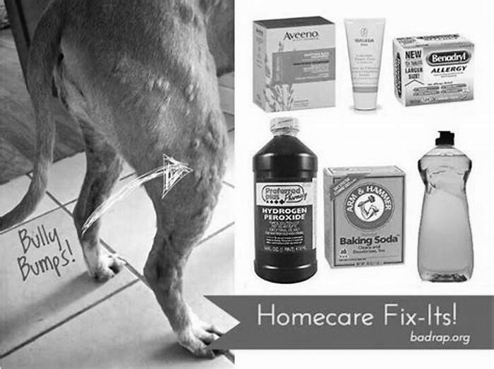 How to relieve hives on dogs?