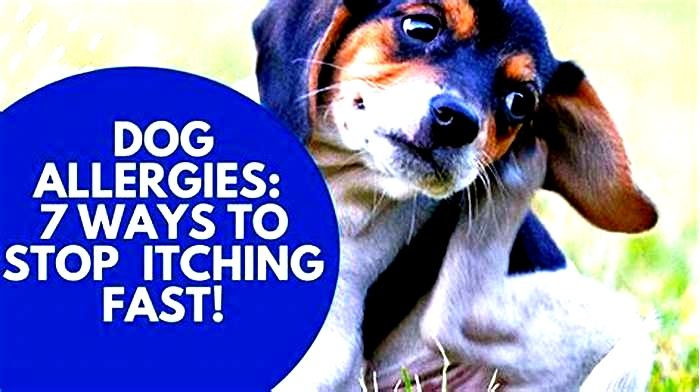 How to stop dog allergies immediately