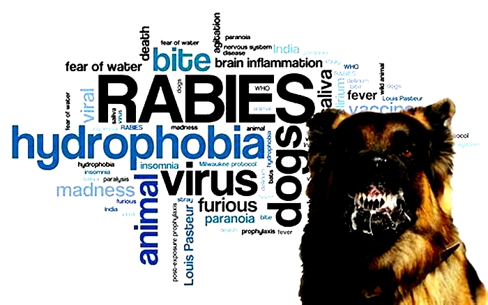 How to stop worrying about rabies?