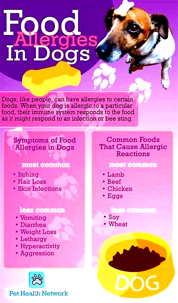 How to tell if a dog is allergic to eggs