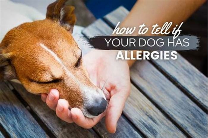 How to tell if your dog has skin allergies?