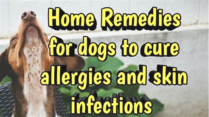 How to treat allergy bumps on dogs?