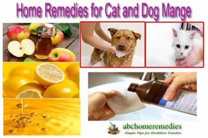 Is baking soda good for mites on dogs