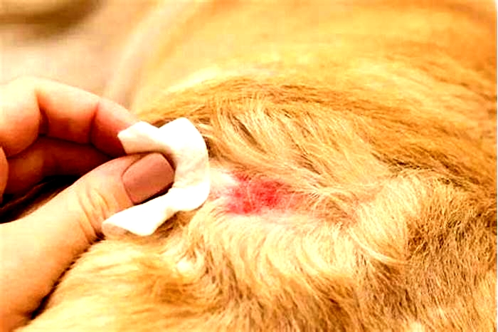 Is chicken bad for dogs with itchy skin?