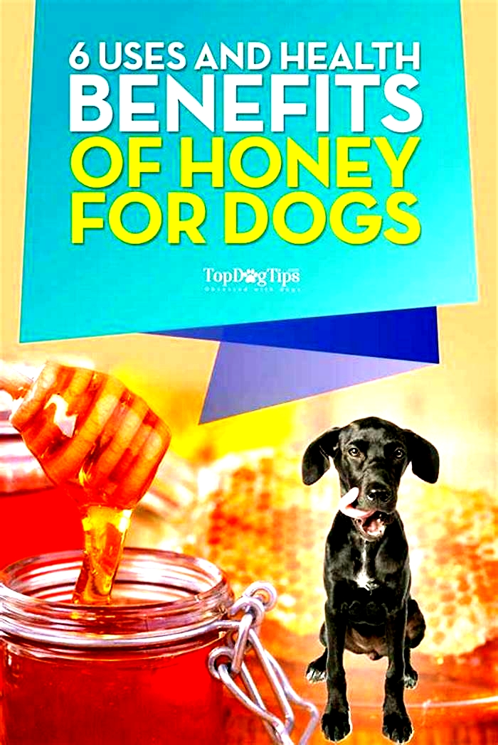 Is honey a natural antihistamine for dogs?