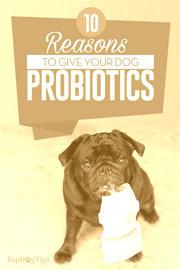 Is it OK to give dogs probiotics every day?