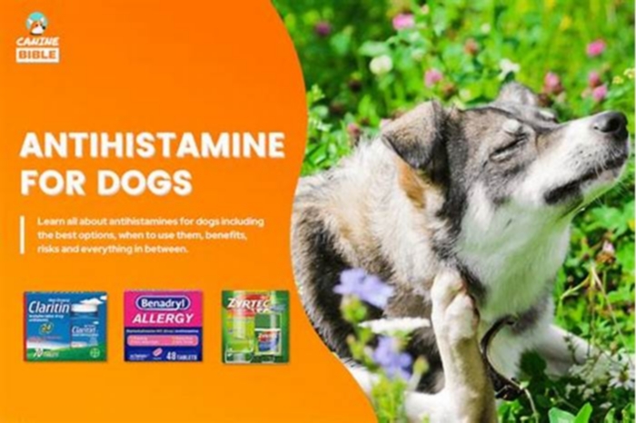 Is it bad for dogs to eat antihistamine