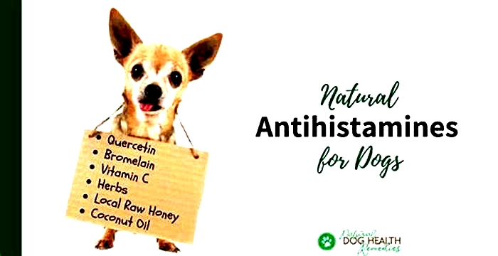 Is there a natural antihistamine for dogs?