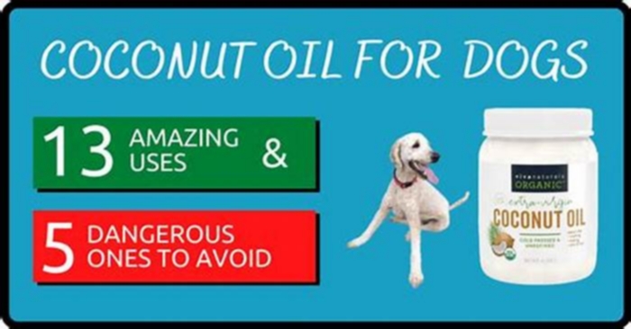 Is too much coconut oil bad for dogs