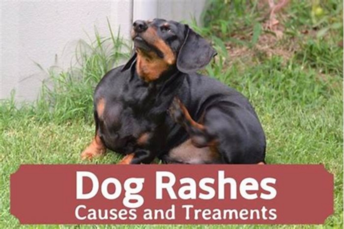 Should I be worried if my dog has a rash?