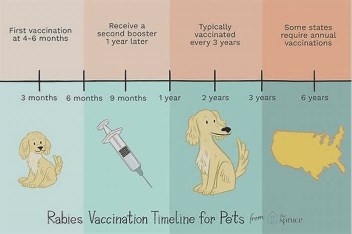 Should I get a rabies shot if my dog scratches me?