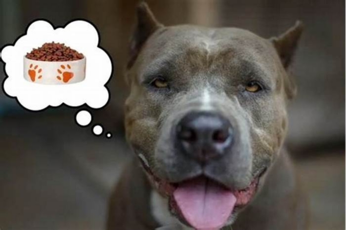 Should pitbulls eat twice a day?