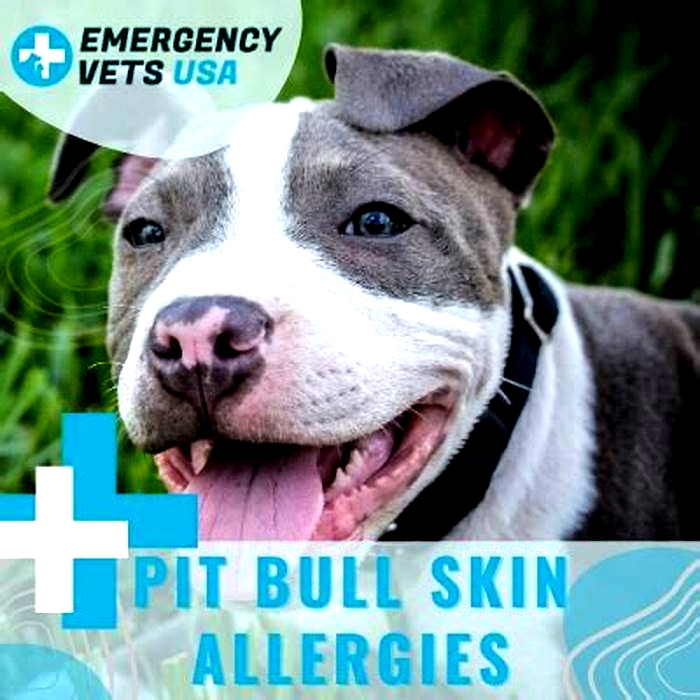 What are pit bulls commonly allergic to?