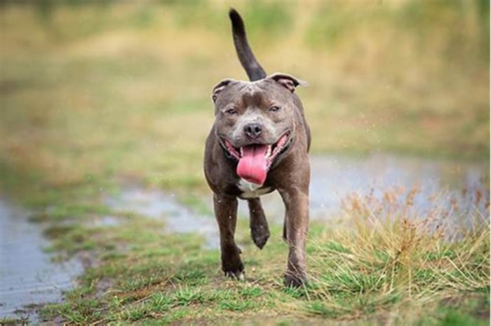 What are pit bulls usually allergic to?