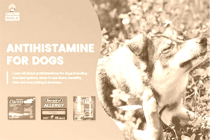 What brand of antihistamine is safe for dogs