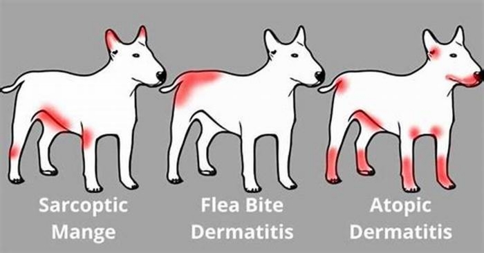 What can I do if my dog is very itchy?