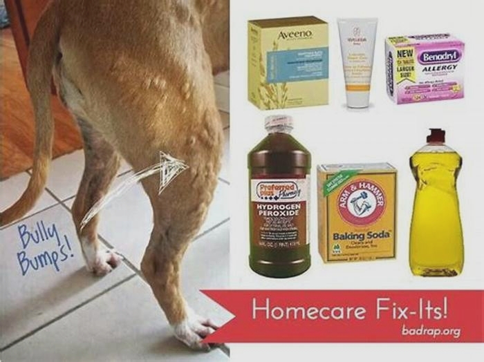 What can I put on my dog's hives?