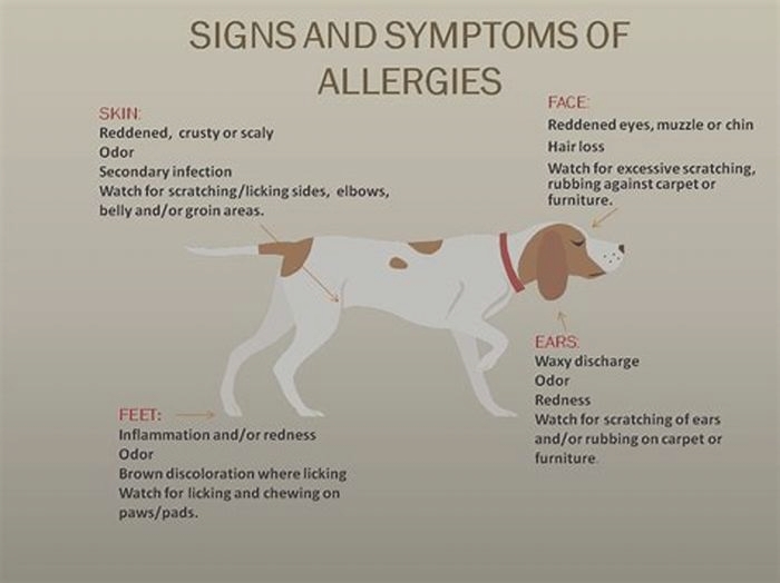 What do I give my dog for an allergic reaction?