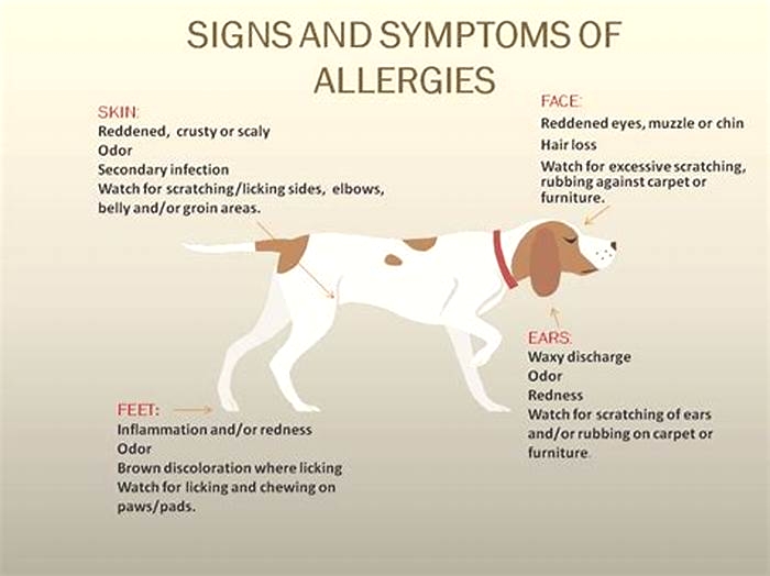 What do food allergies look like in dogs