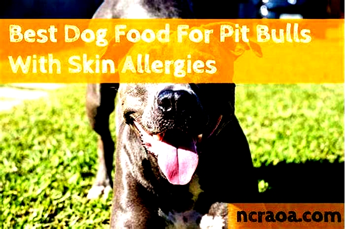 What do you feed a Pit Bull with skin allergies