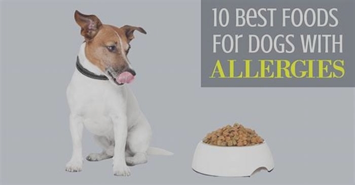 What do you feed a dog with allergies?