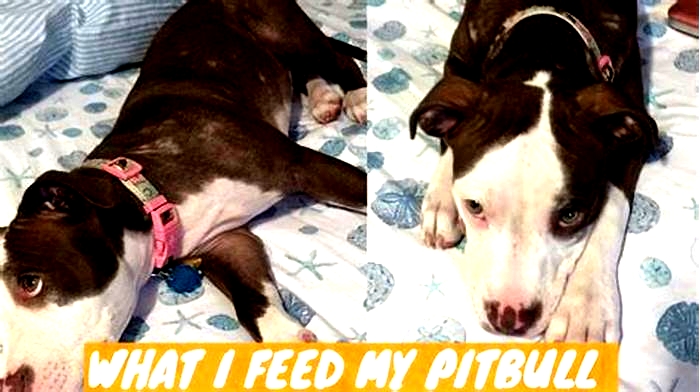 What do you feed a pitbull with allergies?