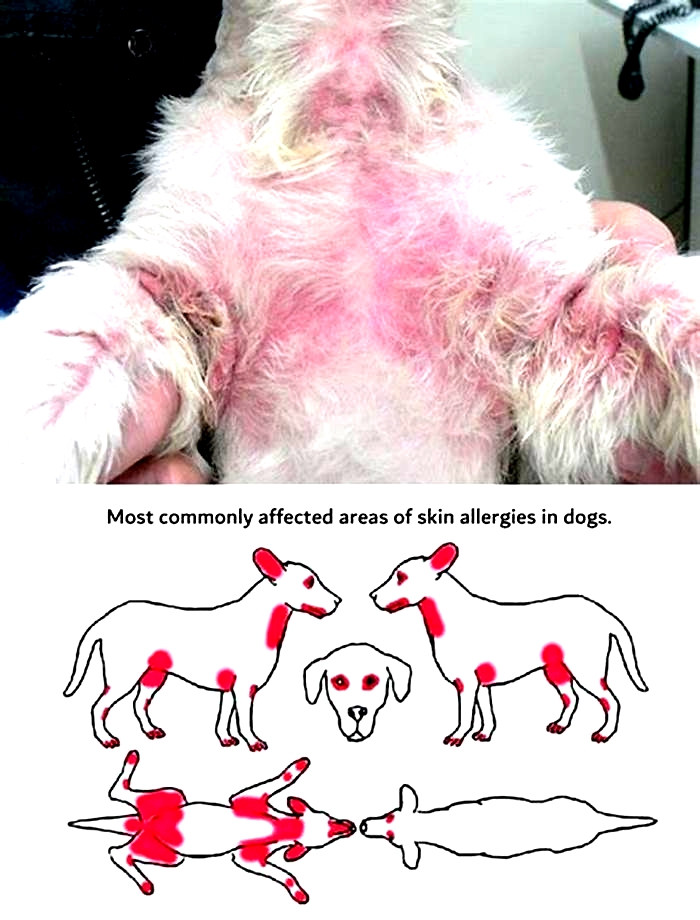 What does a dog fur allergy look like?