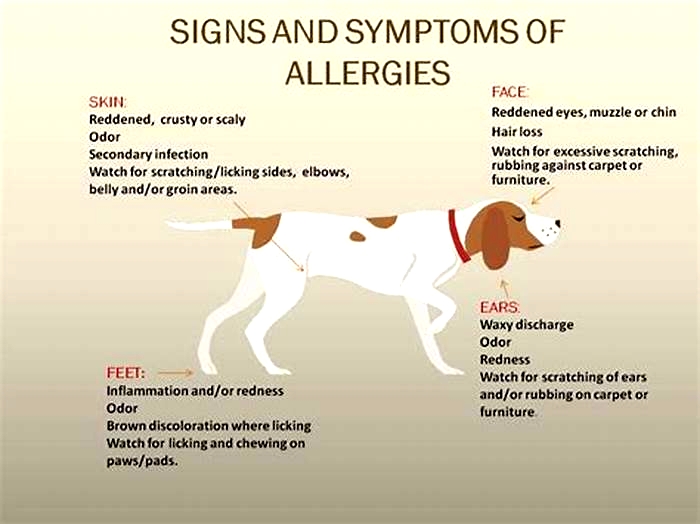 What does a food allergy look like in dogs