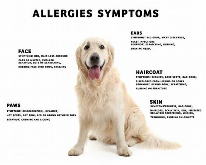 What does a food allergy rash look like on a dog