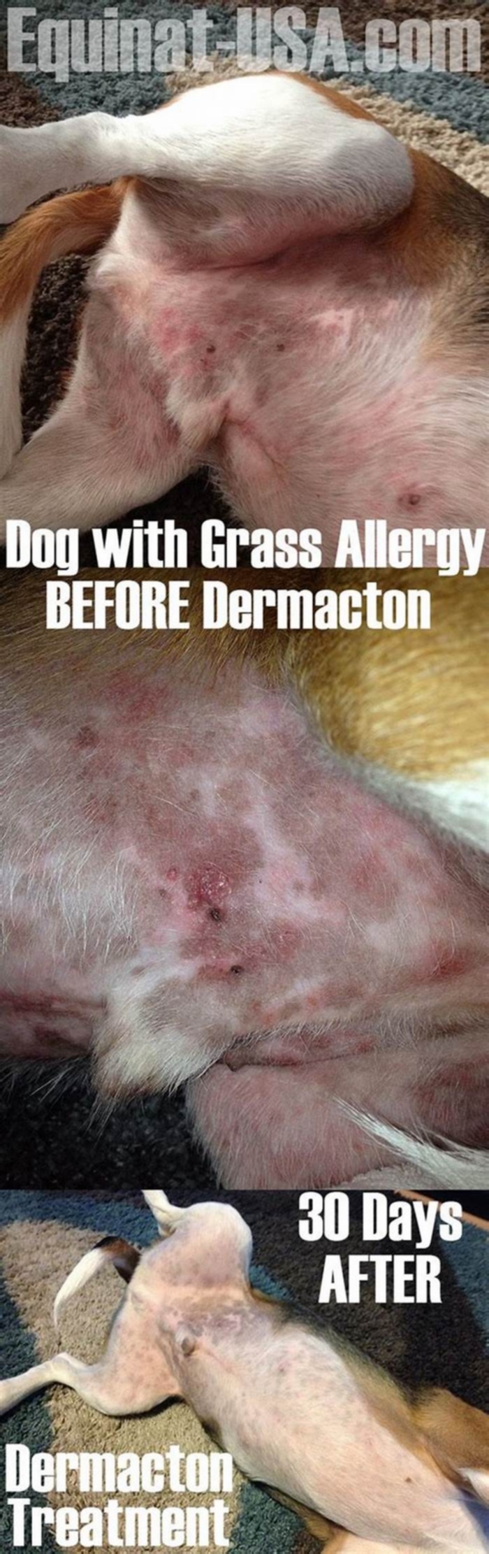 What does a grass rash look like on a dog?