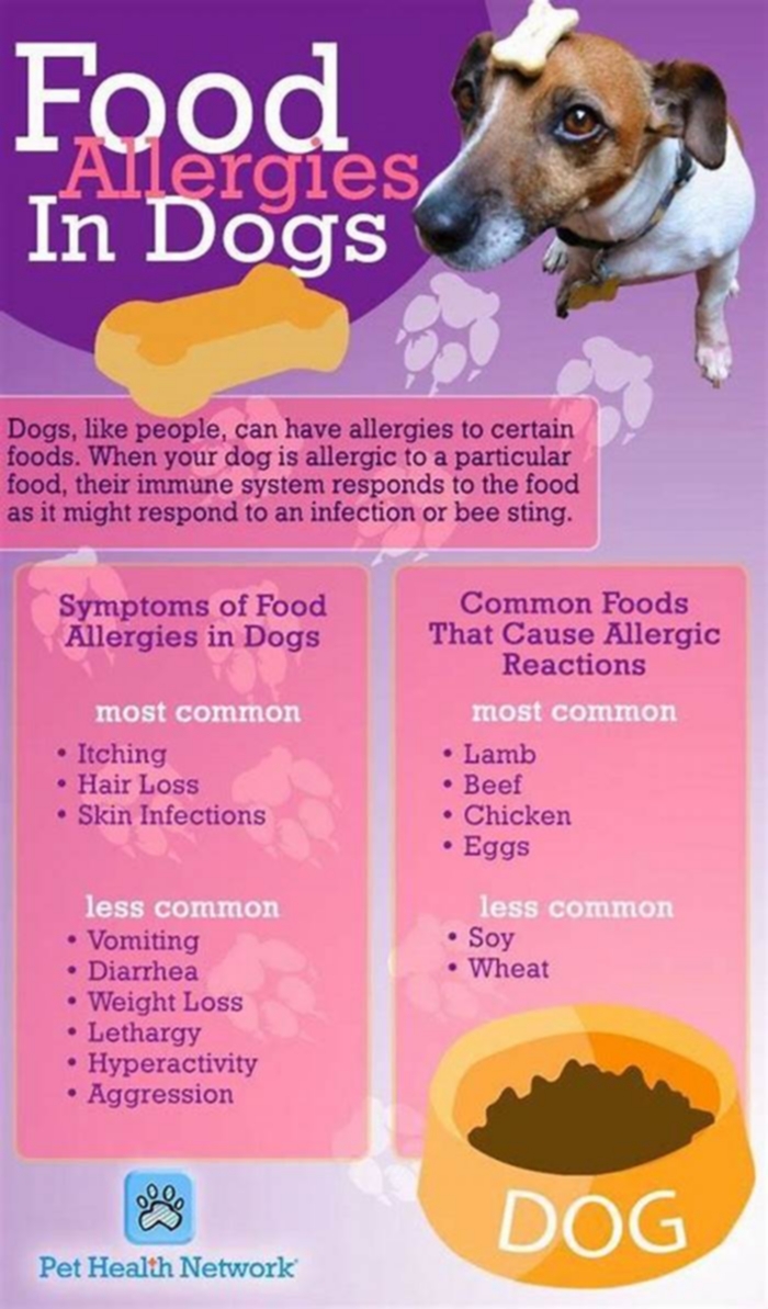 What food to avoid for a dog with skin allergies?