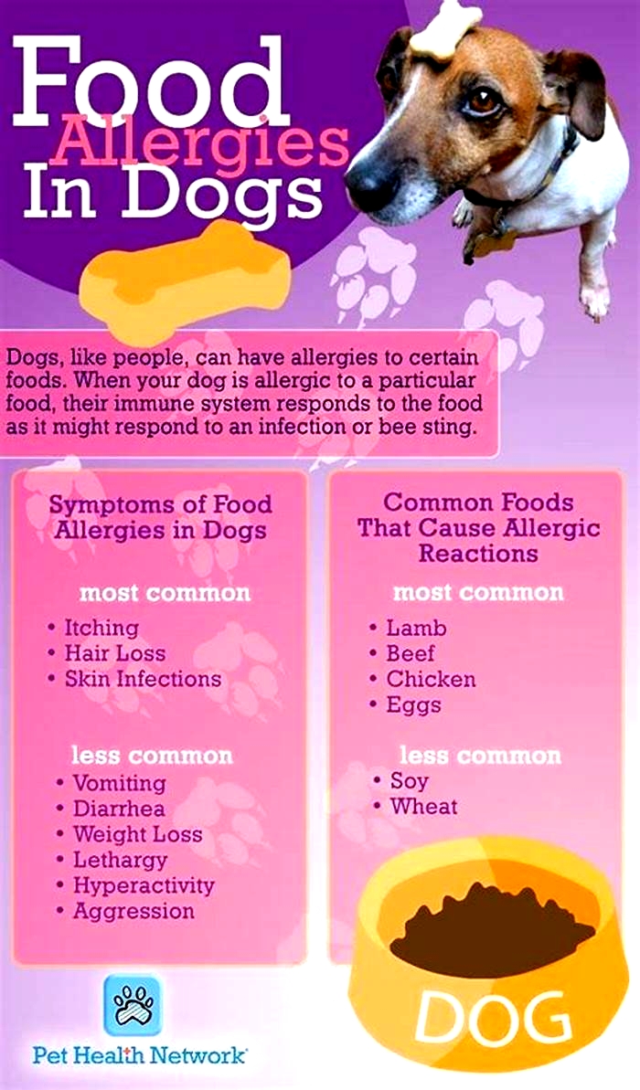 What foods are dogs most allergic to?