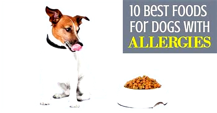 What foods should I avoid for dogs with itchy skin?