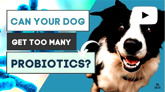 What happens if a dog has too much probiotics