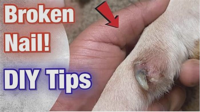 What happens if a dog s nail scratches you